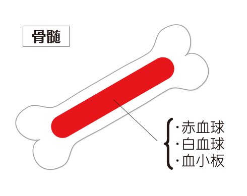 白骨髄採取とは