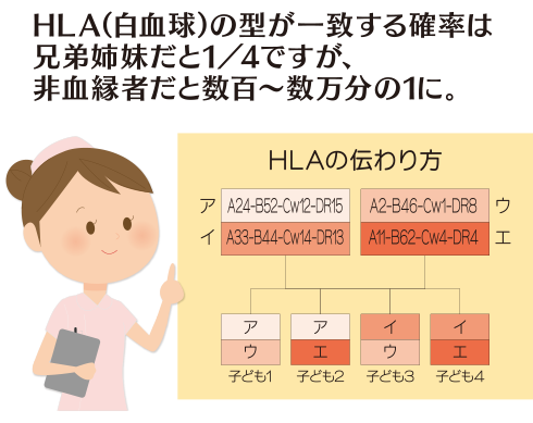 移植成功には、HLAの適合がキーポイント